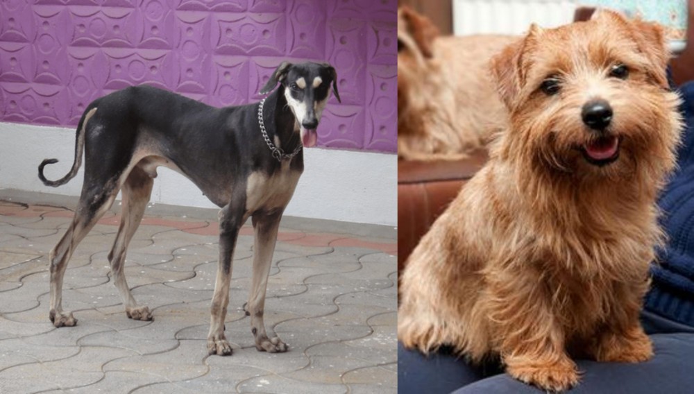 Norfolk Terrier vs Kanni - Breed Comparison