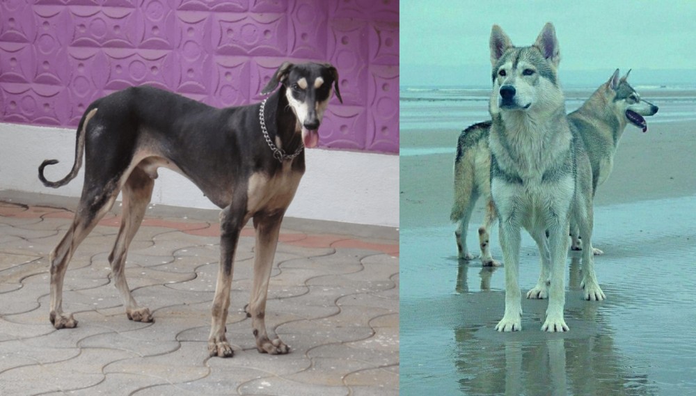 Northern Inuit Dog vs Kanni - Breed Comparison
