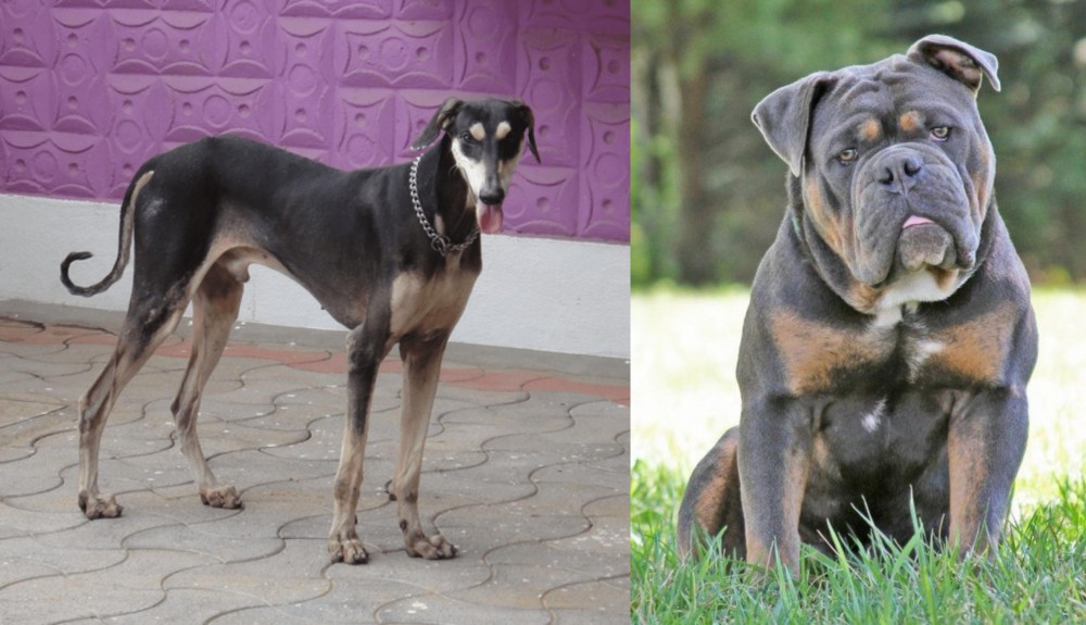 Olde English Bulldogge vs Kanni - Breed Comparison
