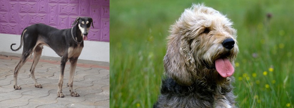Otterhound vs Kanni - Breed Comparison