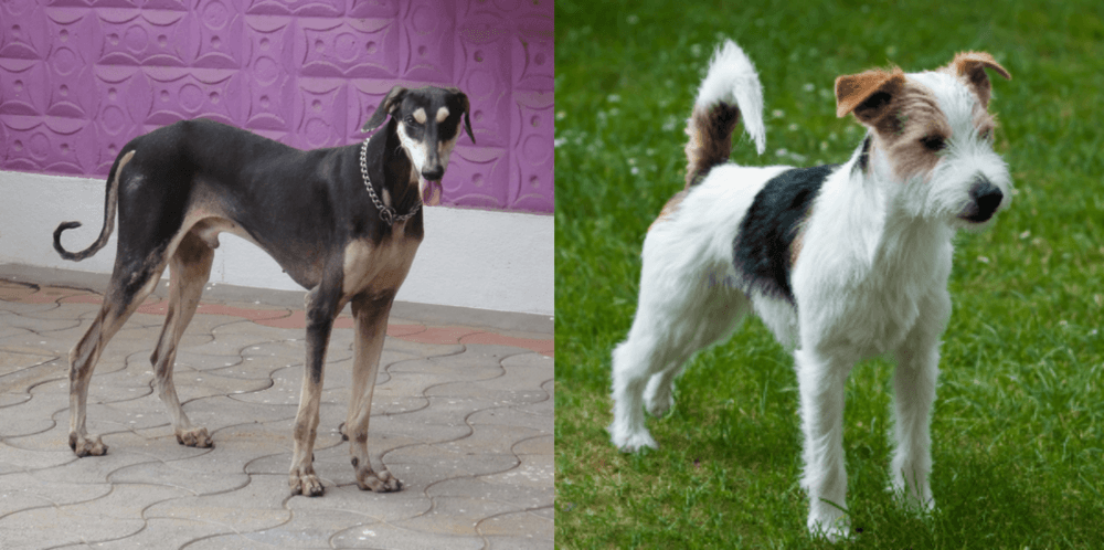 Parson Russell Terrier vs Kanni - Breed Comparison