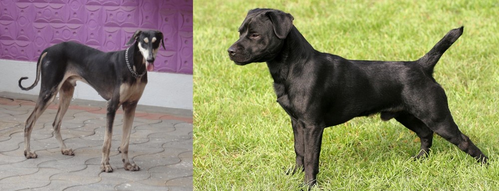 Patterdale Terrier vs Kanni - Breed Comparison
