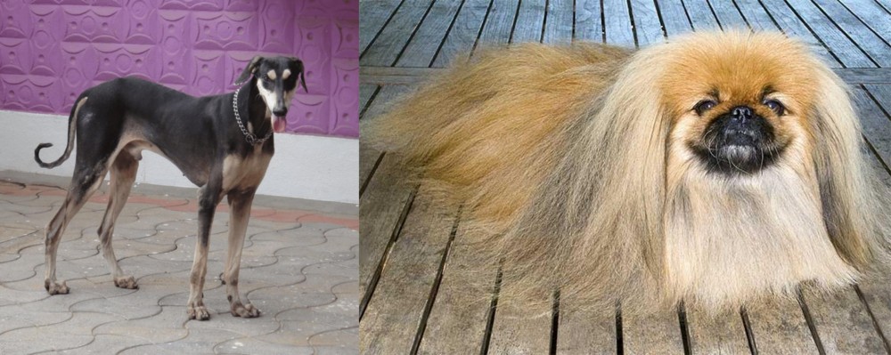 Pekingese vs Kanni - Breed Comparison