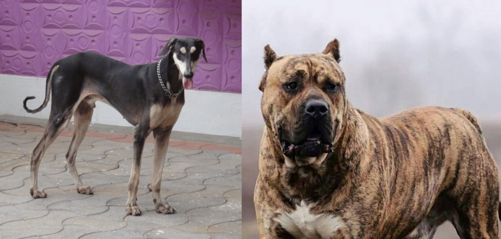 Perro de Presa Canario vs Kanni - Breed Comparison