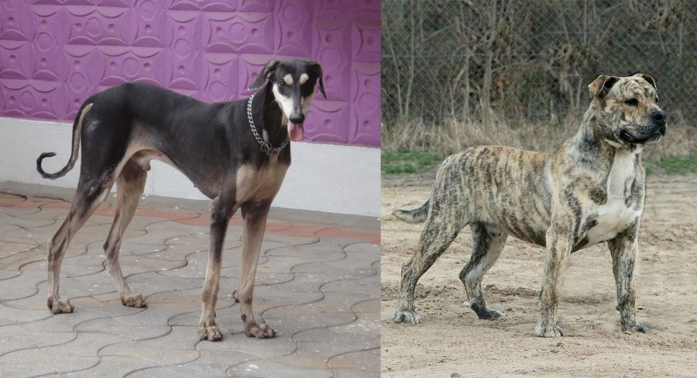 Perro de Presa Mallorquin vs Kanni - Breed Comparison
