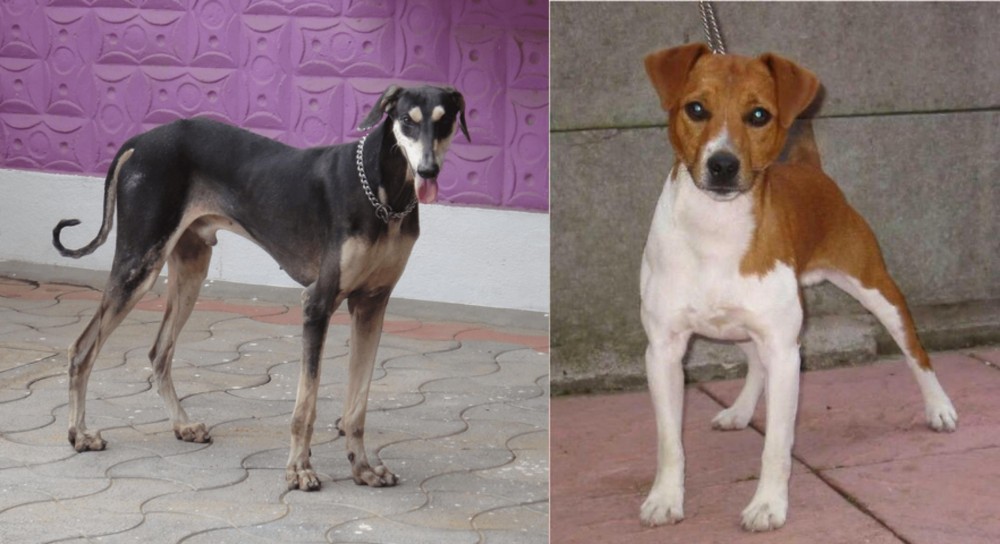 Plummer Terrier vs Kanni - Breed Comparison