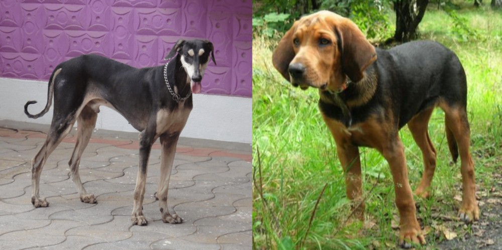 Polish Hound vs Kanni - Breed Comparison