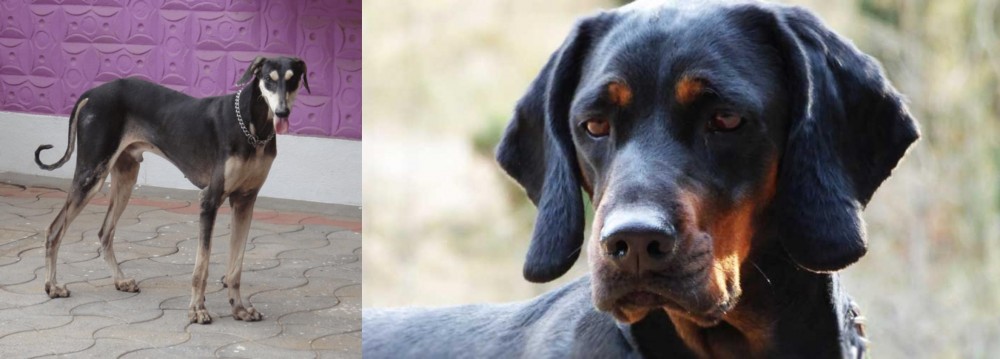 Polish Hunting Dog vs Kanni - Breed Comparison