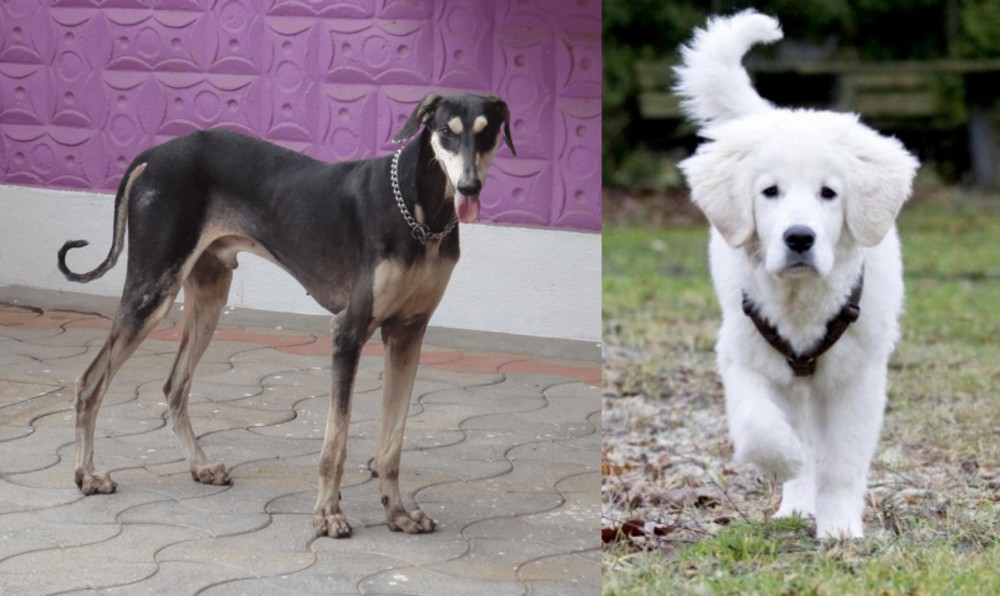 Polish Tatra Sheepdog vs Kanni - Breed Comparison