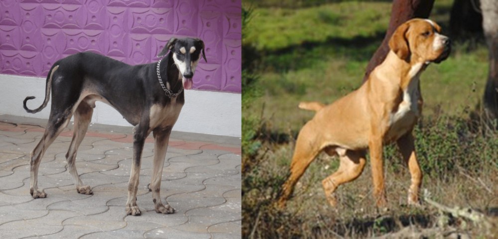 Portuguese Pointer vs Kanni - Breed Comparison
