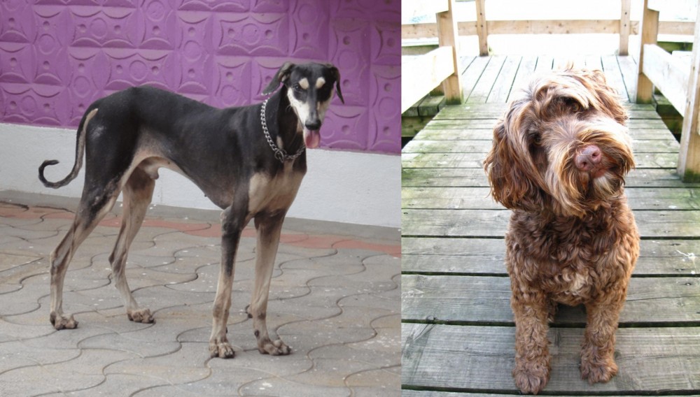 Portuguese Water Dog vs Kanni - Breed Comparison