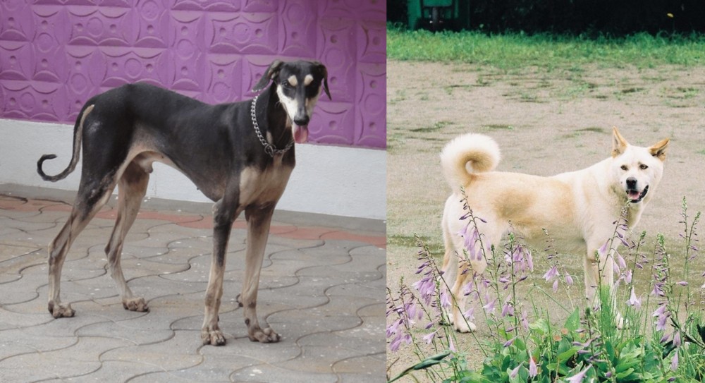 Pungsan Dog vs Kanni - Breed Comparison