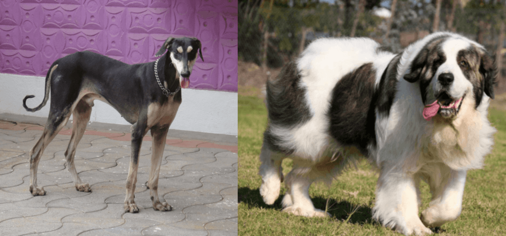 Pyrenean Mastiff vs Kanni - Breed Comparison
