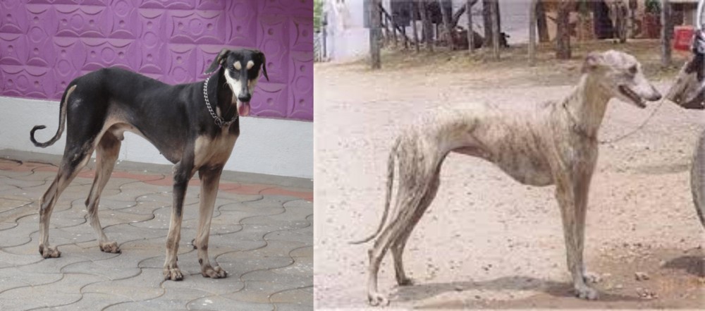 Rampur Greyhound vs Kanni - Breed Comparison