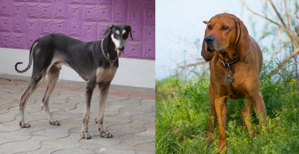 Redbone Coonhound vs Kanni - Breed Comparison