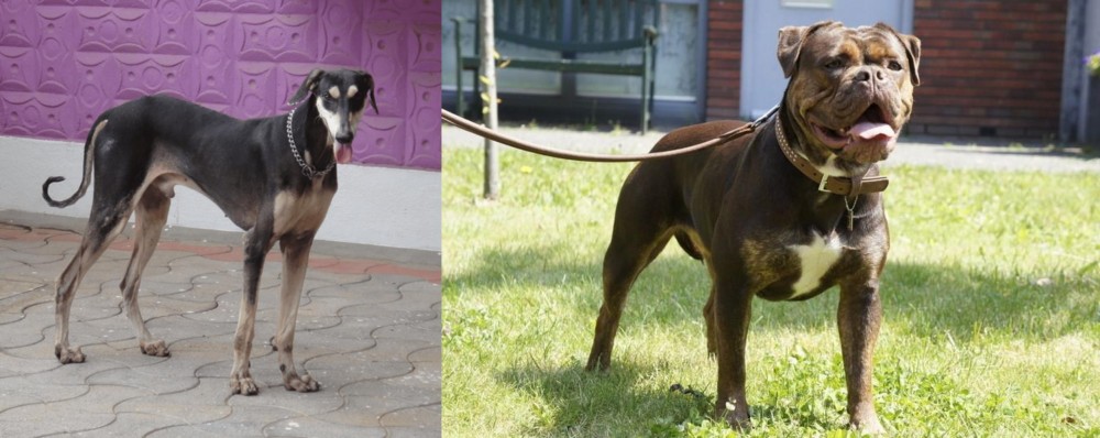 Renascence Bulldogge vs Kanni - Breed Comparison