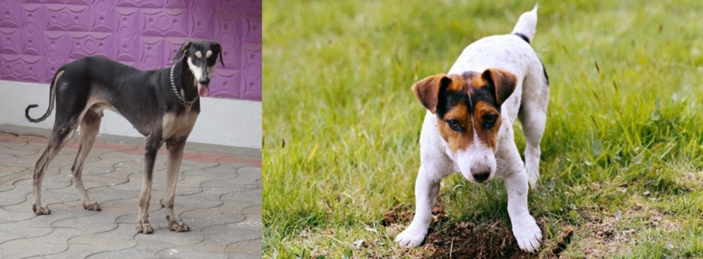 Russell Terrier vs Kanni - Breed Comparison