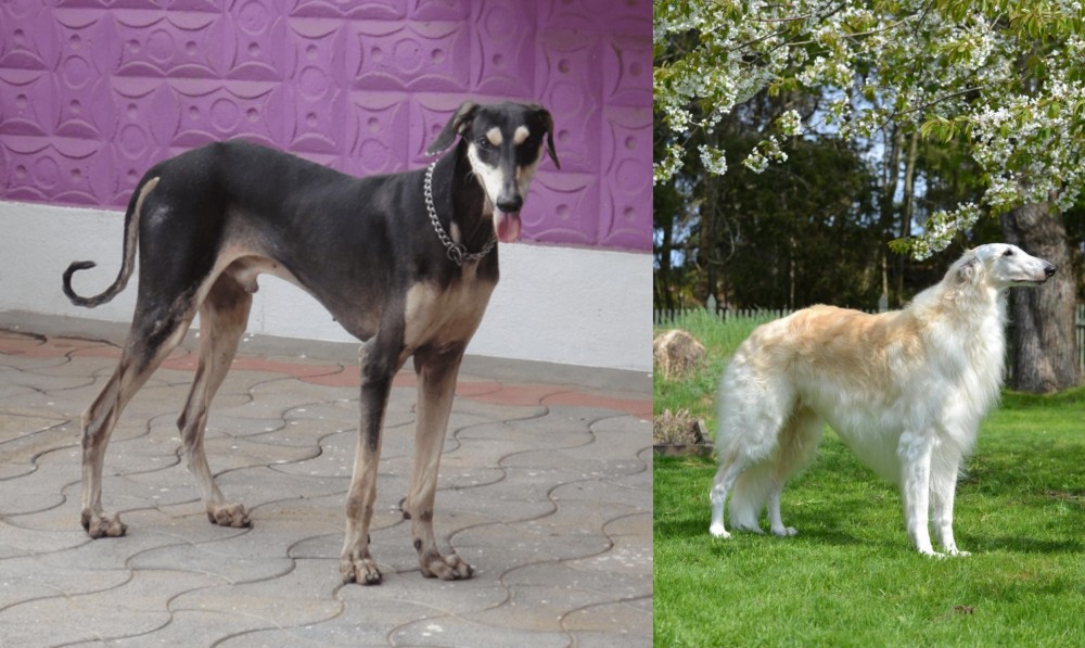 Russian Hound vs Kanni - Breed Comparison