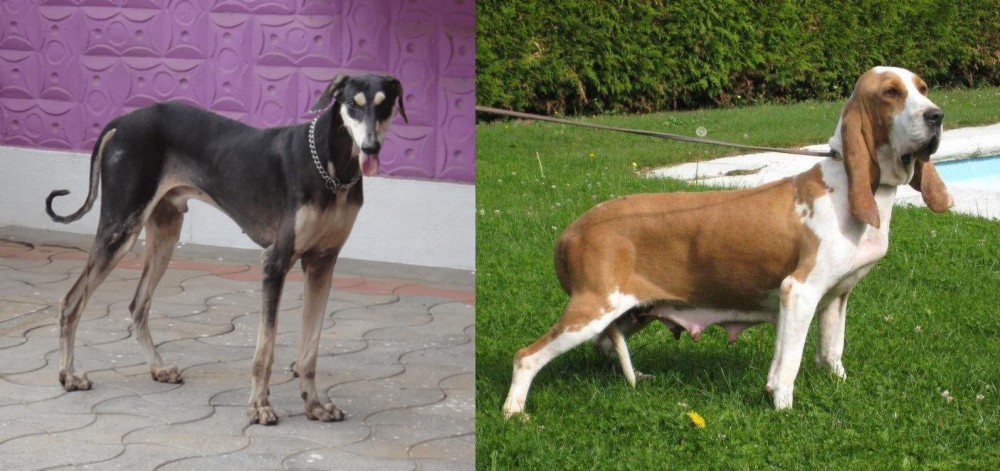 Sabueso Espanol vs Kanni - Breed Comparison