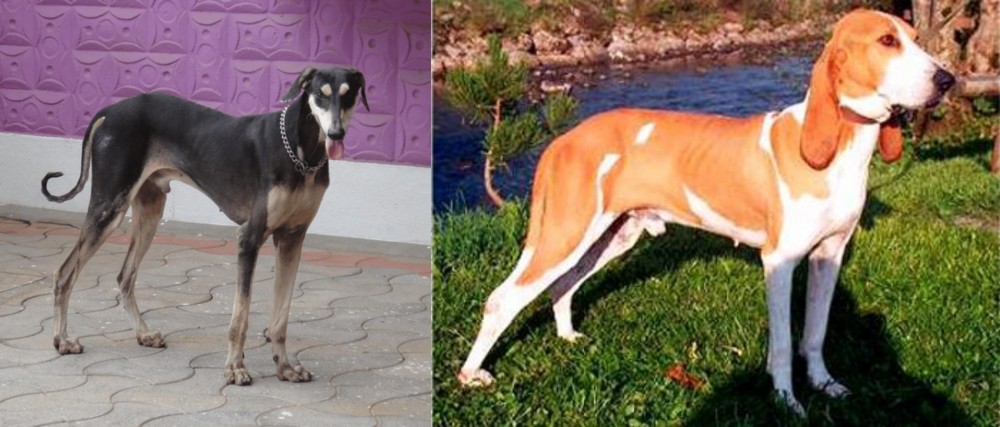 Schweizer Laufhund vs Kanni - Breed Comparison