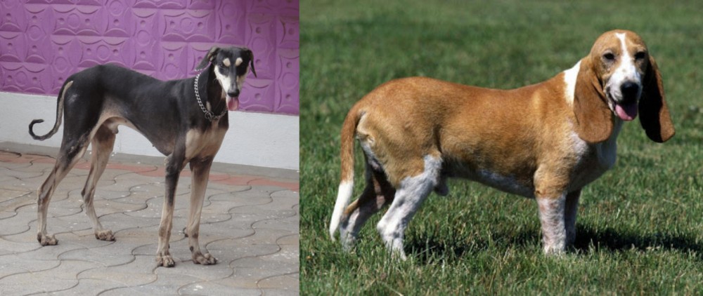Schweizer Niederlaufhund vs Kanni - Breed Comparison