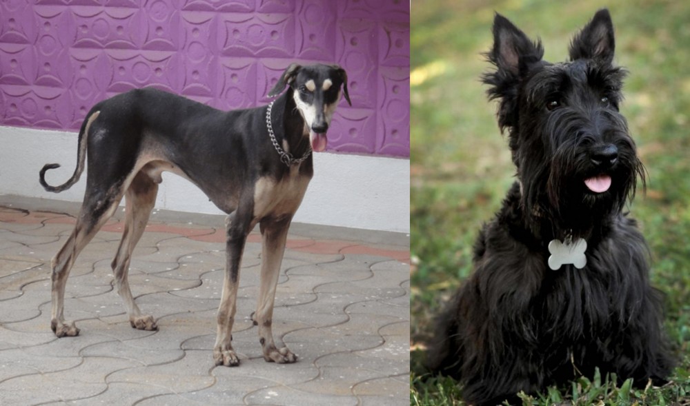 Scoland Terrier vs Kanni - Breed Comparison