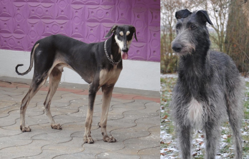 Scottish Deerhound vs Kanni - Breed Comparison
