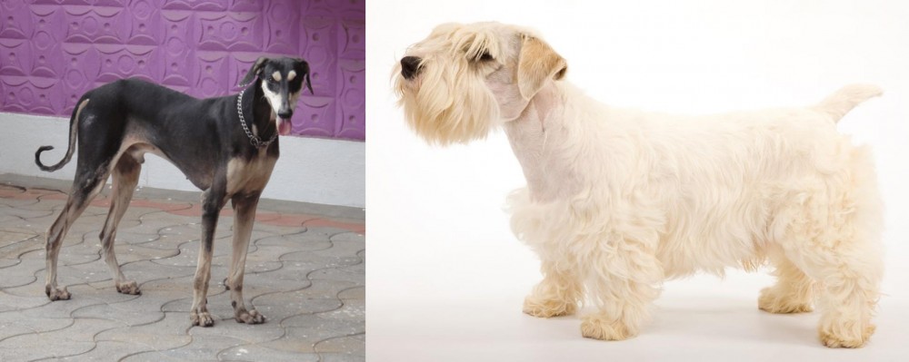 Sealyham Terrier vs Kanni - Breed Comparison