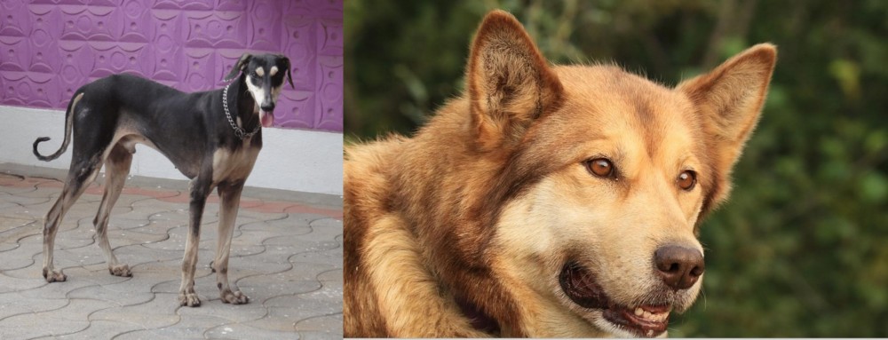 Seppala Siberian Sleddog vs Kanni - Breed Comparison