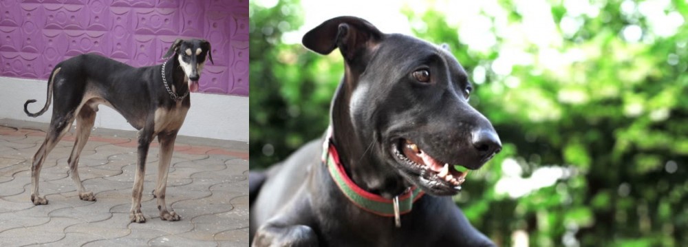 Shepard Labrador vs Kanni - Breed Comparison