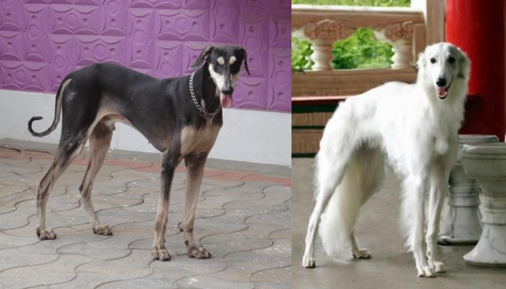 Silken Windhound vs Kanni - Breed Comparison