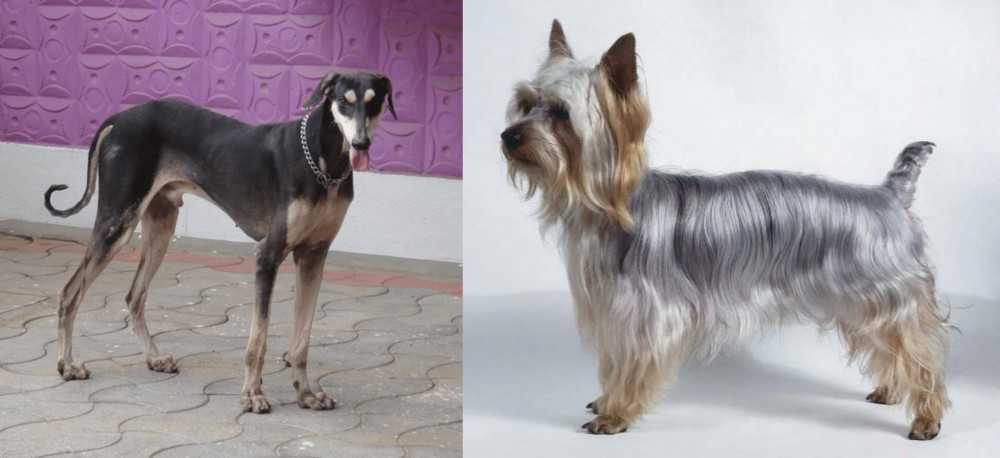 Silky Terrier vs Kanni - Breed Comparison