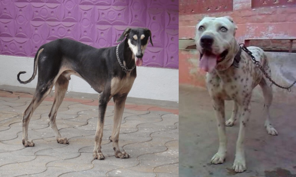 Sindh Mastiff vs Kanni - Breed Comparison