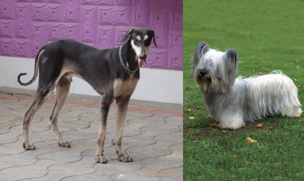 Skye Terrier vs Kanni - Breed Comparison