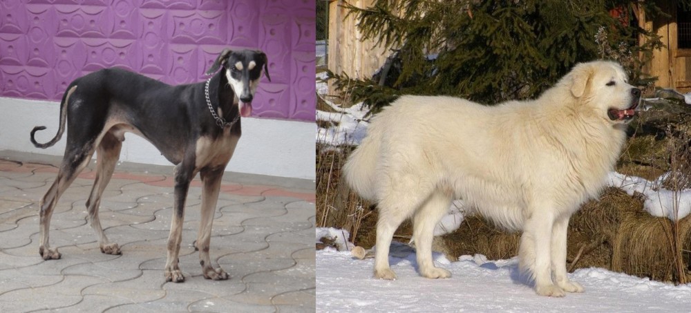 Slovak Cuvac vs Kanni - Breed Comparison