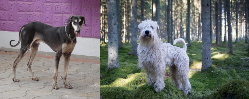 Soft-Coated Wheaten Terrier vs Kanni - Breed Comparison