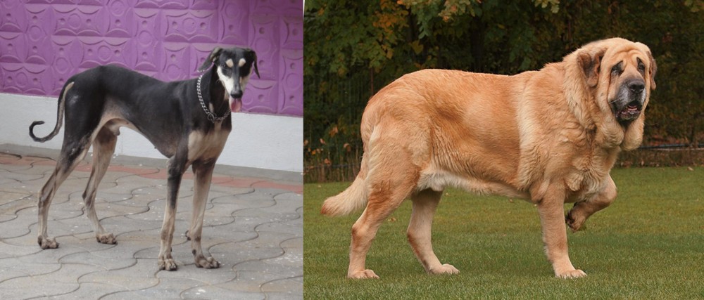 Spanish Mastiff vs Kanni - Breed Comparison