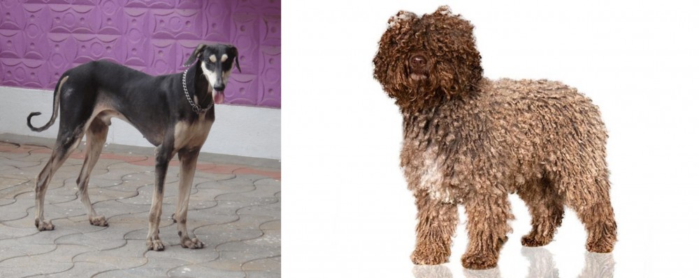 Spanish Water Dog vs Kanni - Breed Comparison