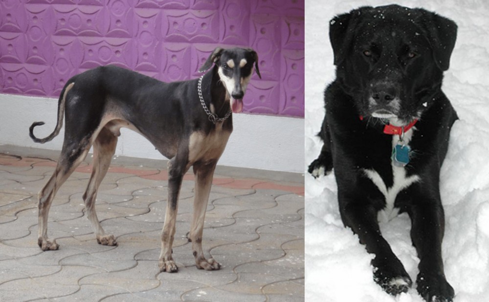 St. John's Water Dog vs Kanni - Breed Comparison