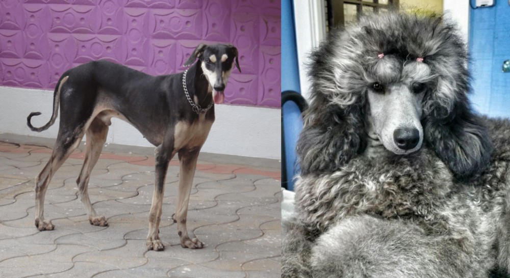 Standard Poodle vs Kanni - Breed Comparison