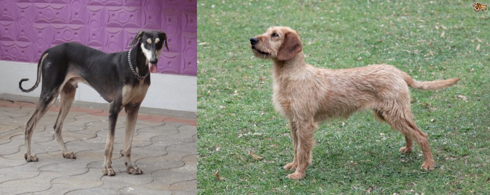 Styrian Coarse Haired Hound vs Kanni - Breed Comparison