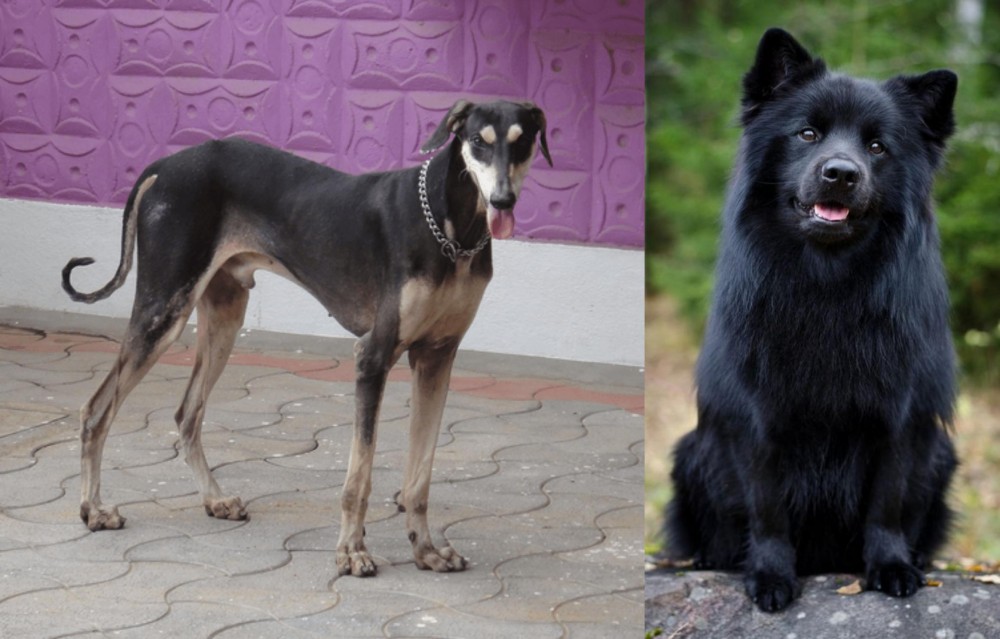 Swedish Lapphund vs Kanni - Breed Comparison