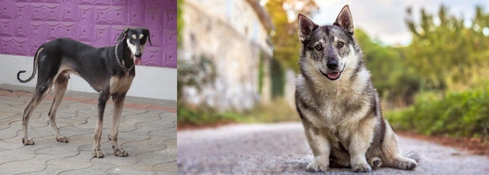 Swedish Vallhund vs Kanni - Breed Comparison