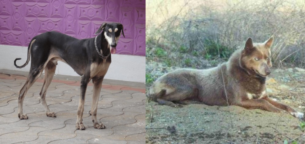 Tahltan Bear Dog vs Kanni - Breed Comparison