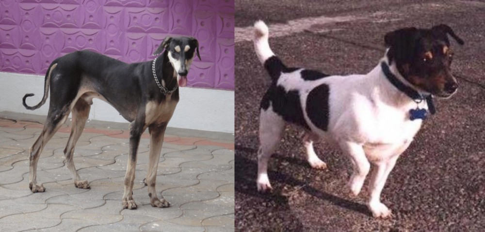 Teddy Roosevelt Terrier vs Kanni - Breed Comparison