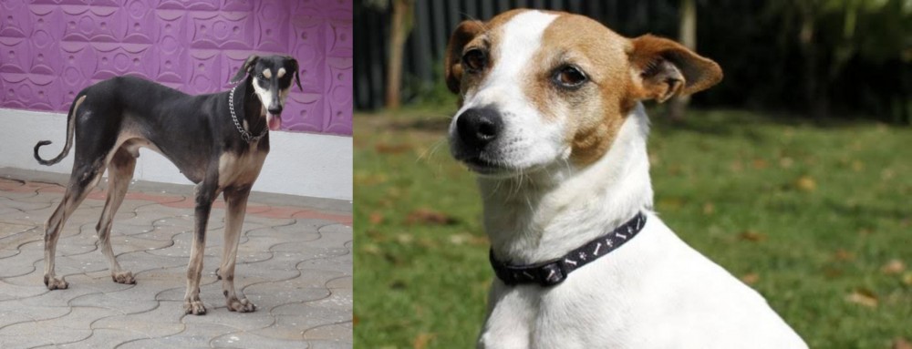 Tenterfield Terrier vs Kanni - Breed Comparison