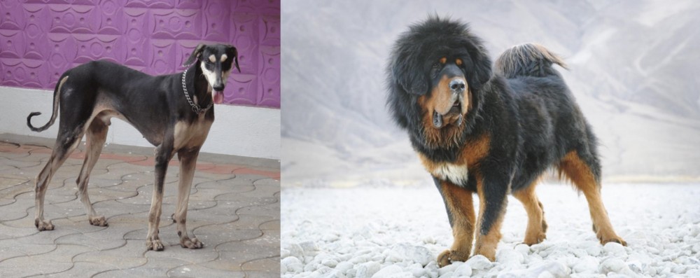 Tibetan Mastiff vs Kanni - Breed Comparison