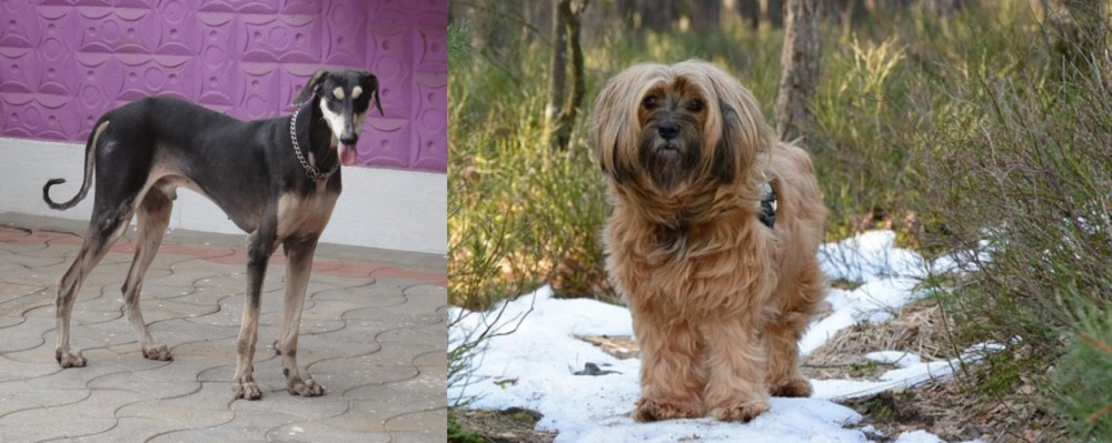 Tibetan Terrier vs Kanni - Breed Comparison