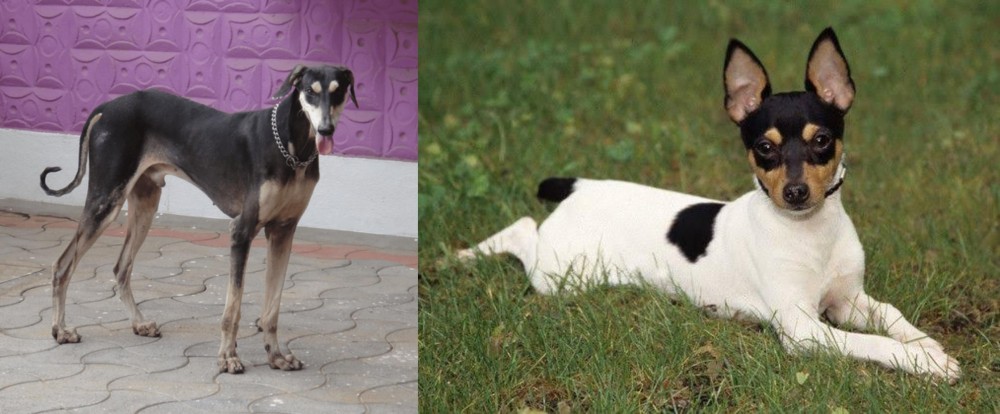 Toy Fox Terrier vs Kanni - Breed Comparison
