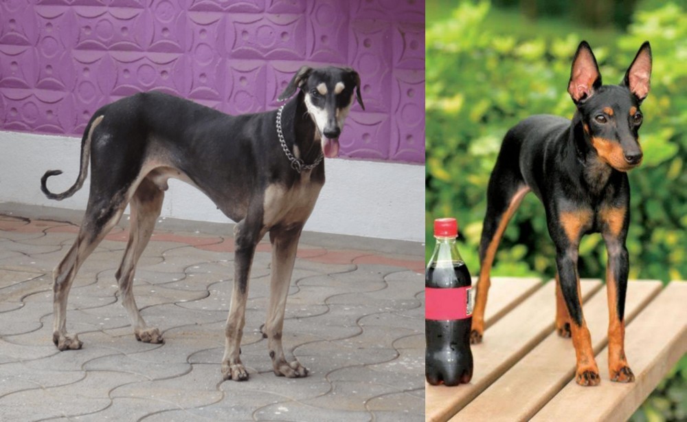 Toy Manchester Terrier vs Kanni - Breed Comparison